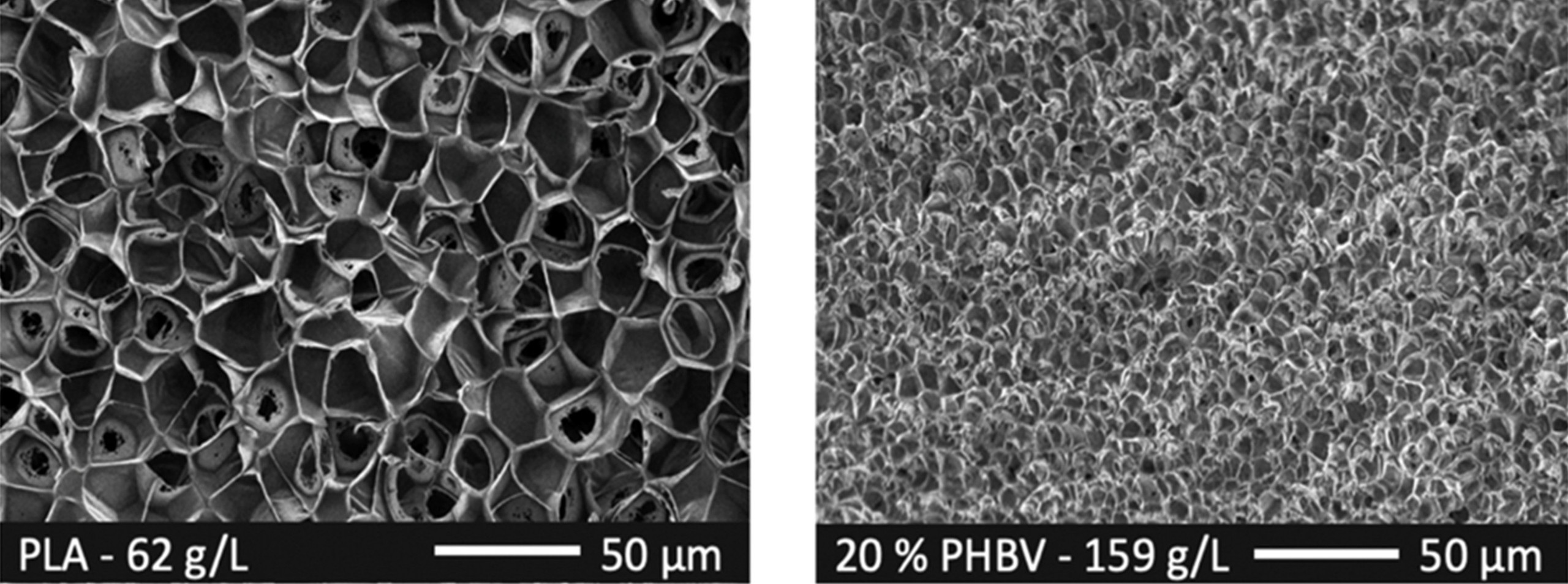 Schäume unter Mikroskop.